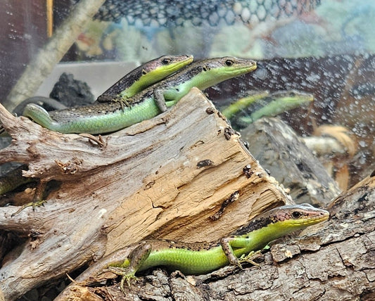 Z DONATE TO BOB, BOB, BOB, BOB, BOB, & BOB