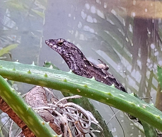 Z DONATE TO ARISTOTLE