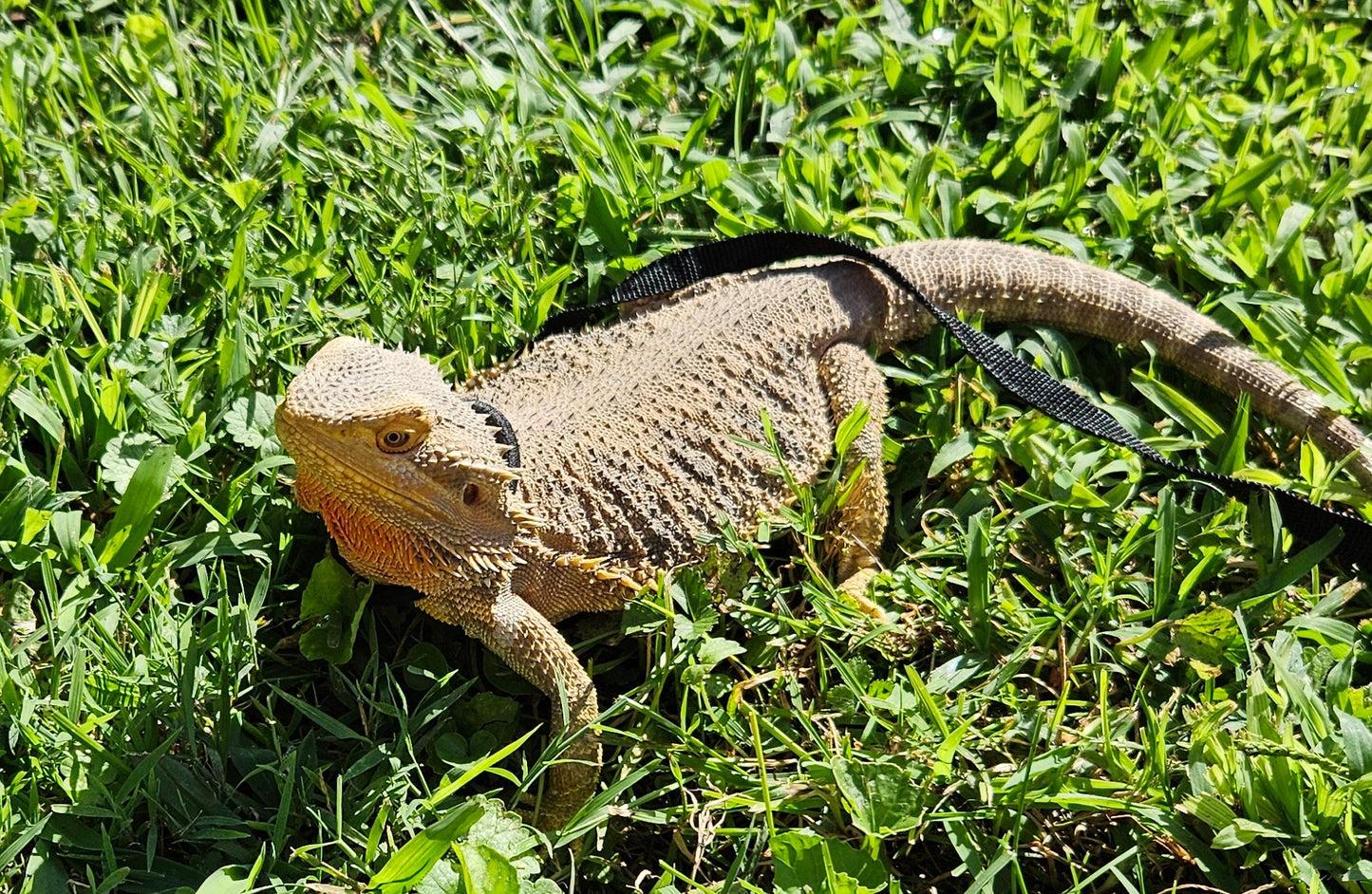 Z DONATE TO LEMON DROP