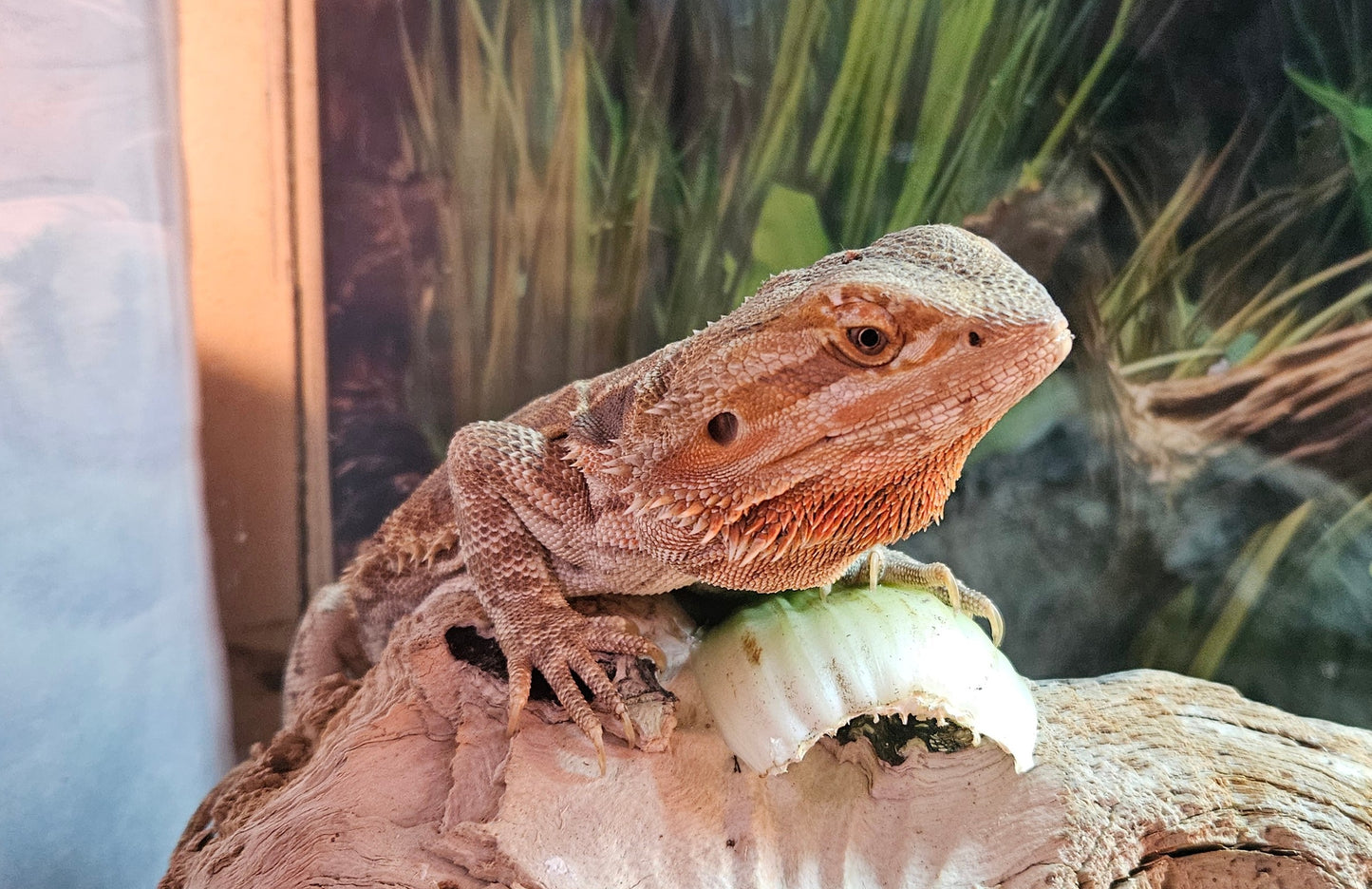 Z DONATE TO LEMON TART