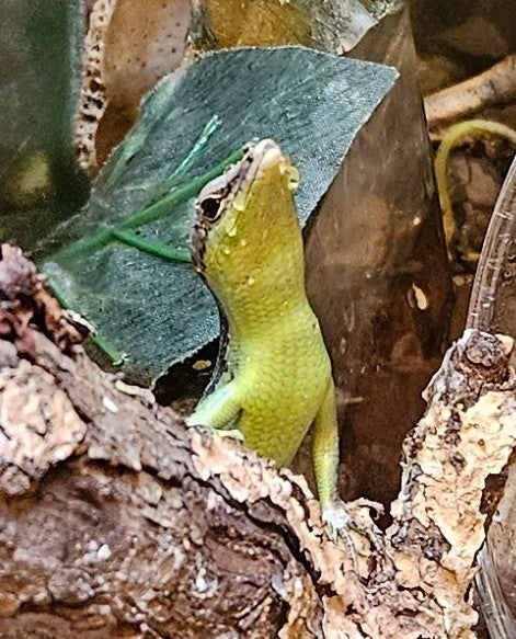 Z  DONATE TO BOB, BOB, BOB, BOB, BOB, & BOB