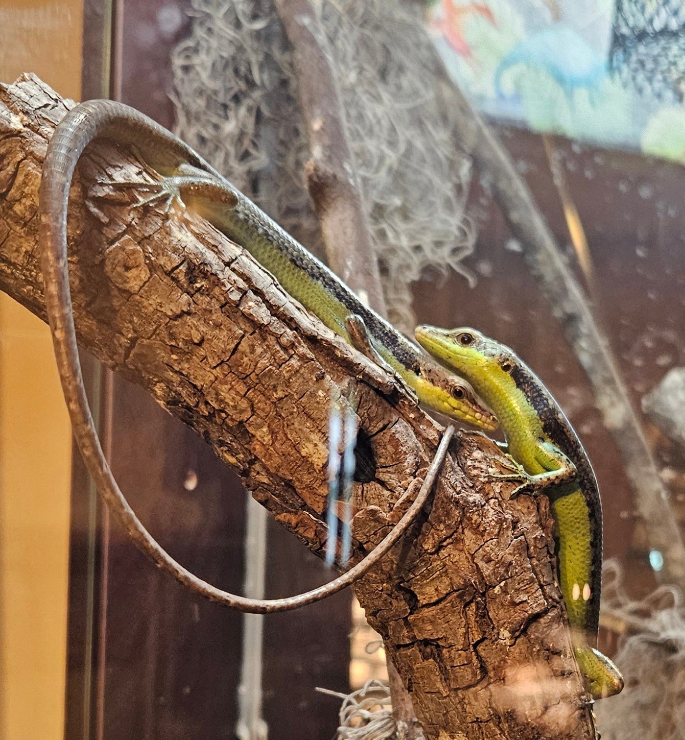 Z  DONATE TO BOB, BOB, BOB, BOB, BOB, & BOB