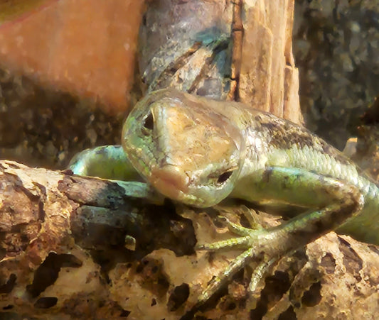 Z  DONATE TO BOB, BOB, BOB, BOB, BOB, & BOB