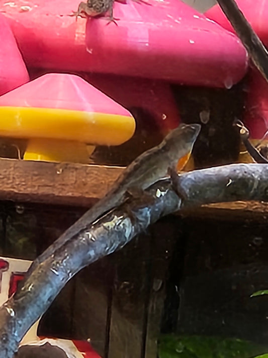 Z  DONATE TO GEORGE, JR.