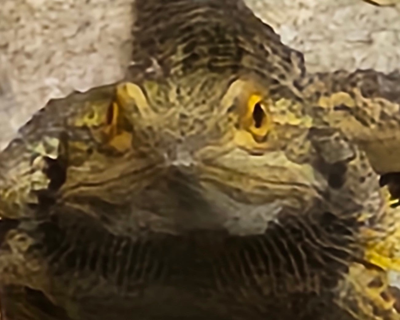 Z  DONATE TO SAMMY STAR