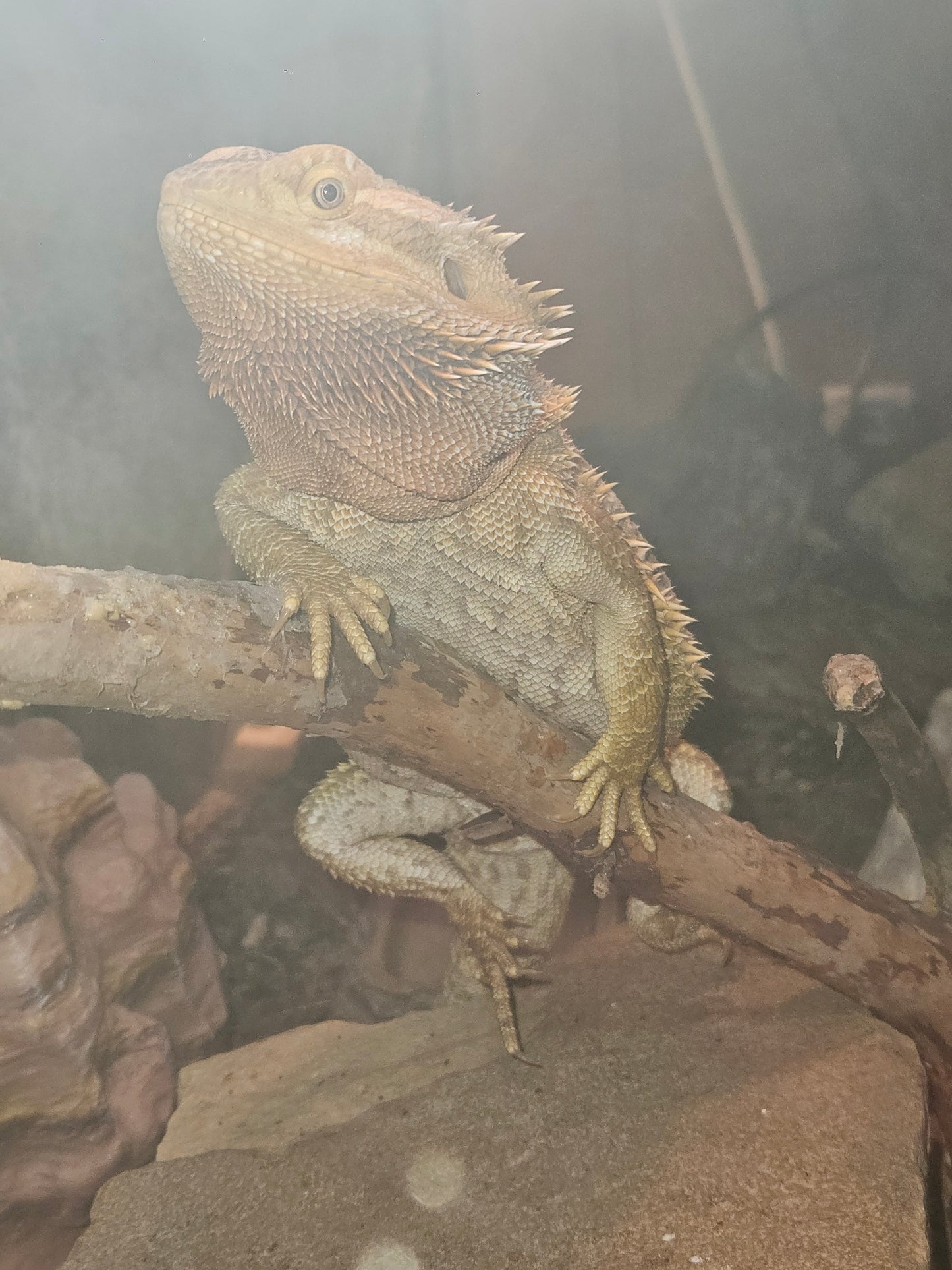 Z DONATE TO LEMON DROP