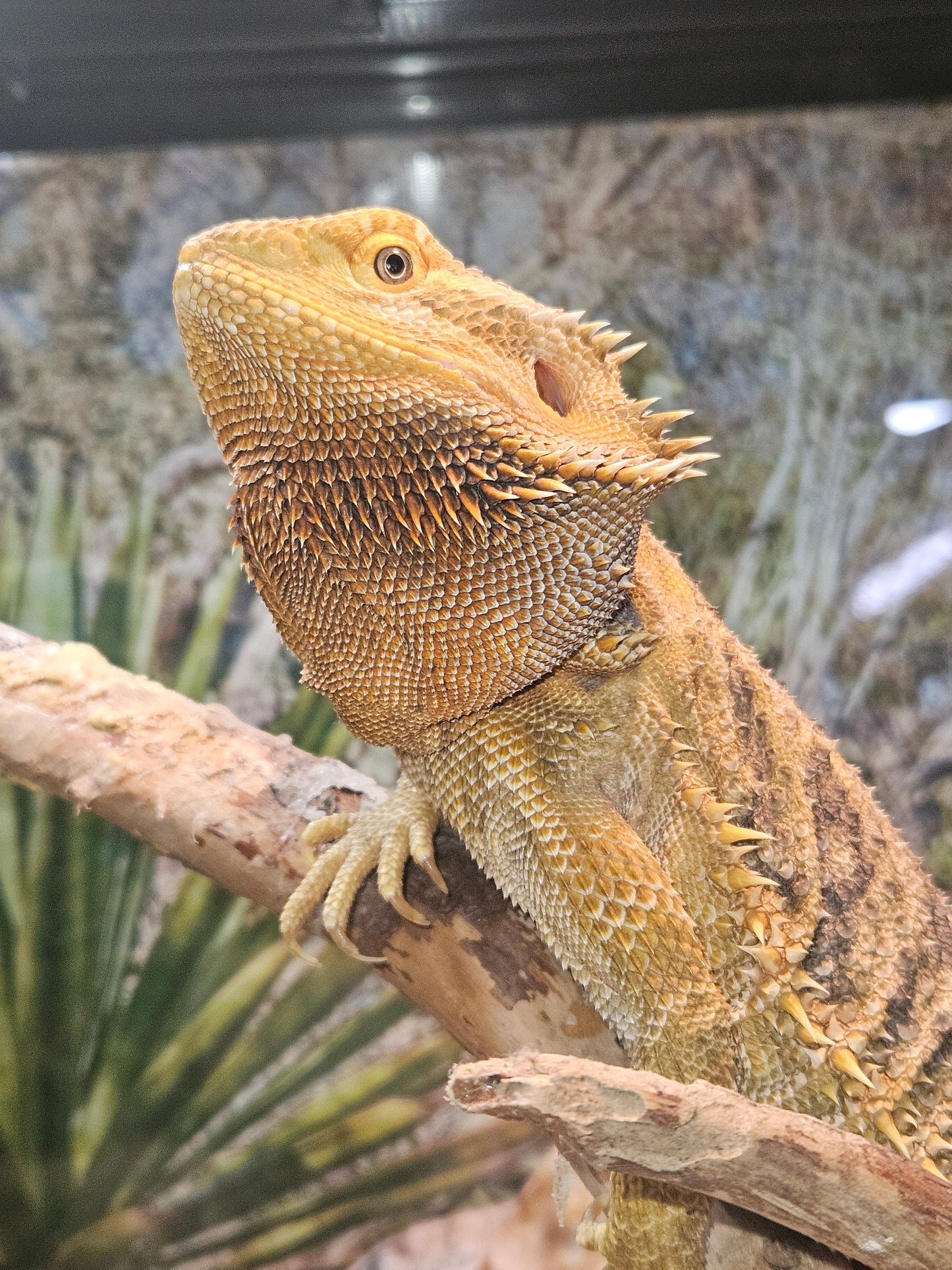 Z DONATE TO LEMON DROP