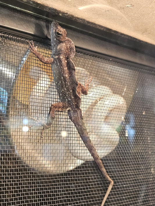 Z  DONATE TO GEORGE, JR.