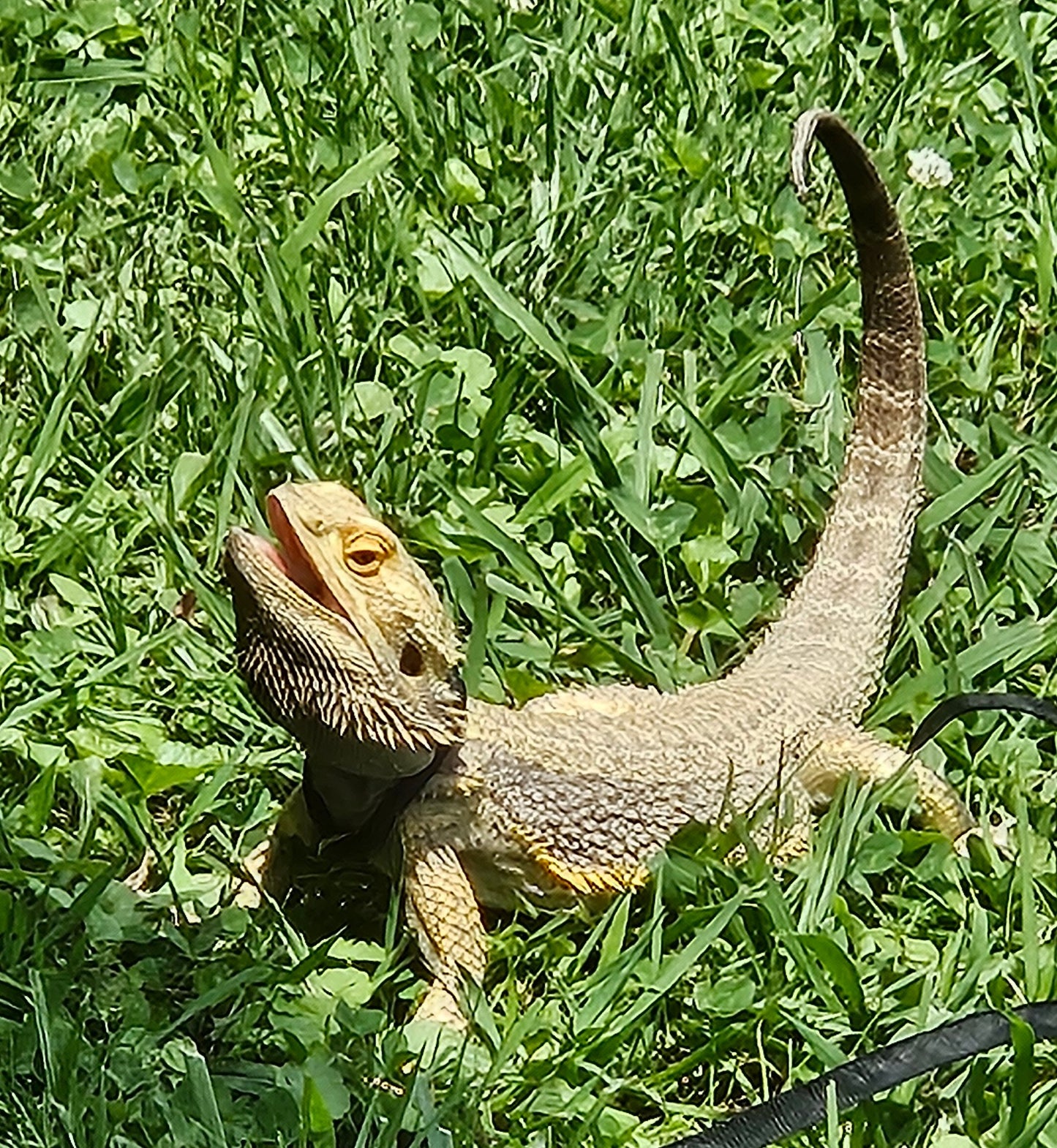 Z  DONATE TO SAMMY STAR