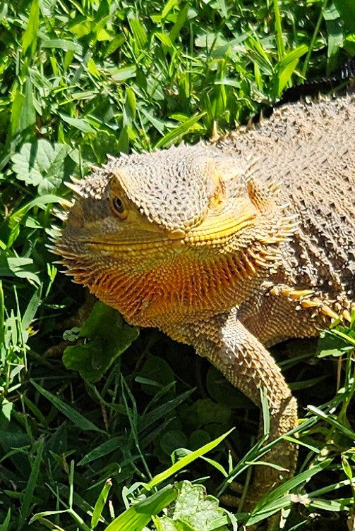 Z DONATE TO LEMON DROP