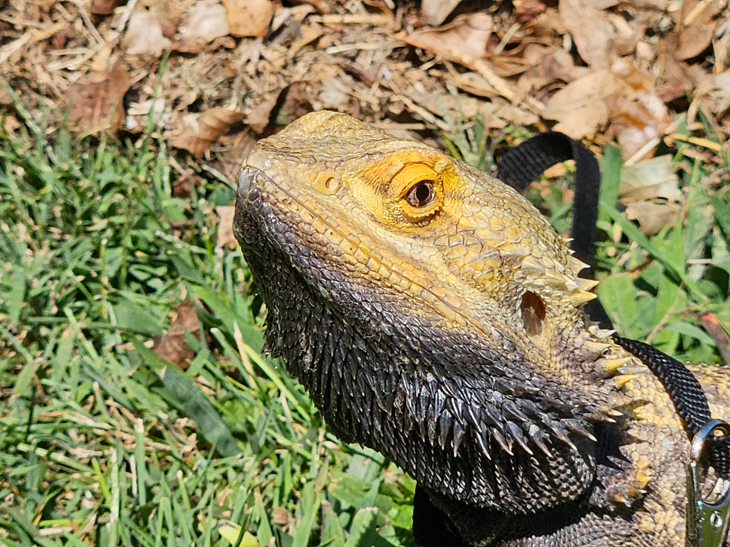 Z  DONATE TO SAMMY STAR