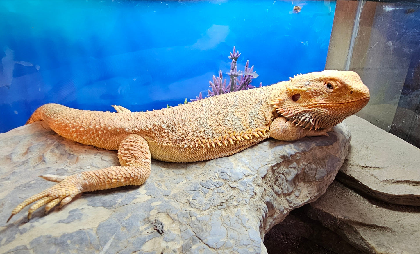 Z DONATE TO LEMON DROP