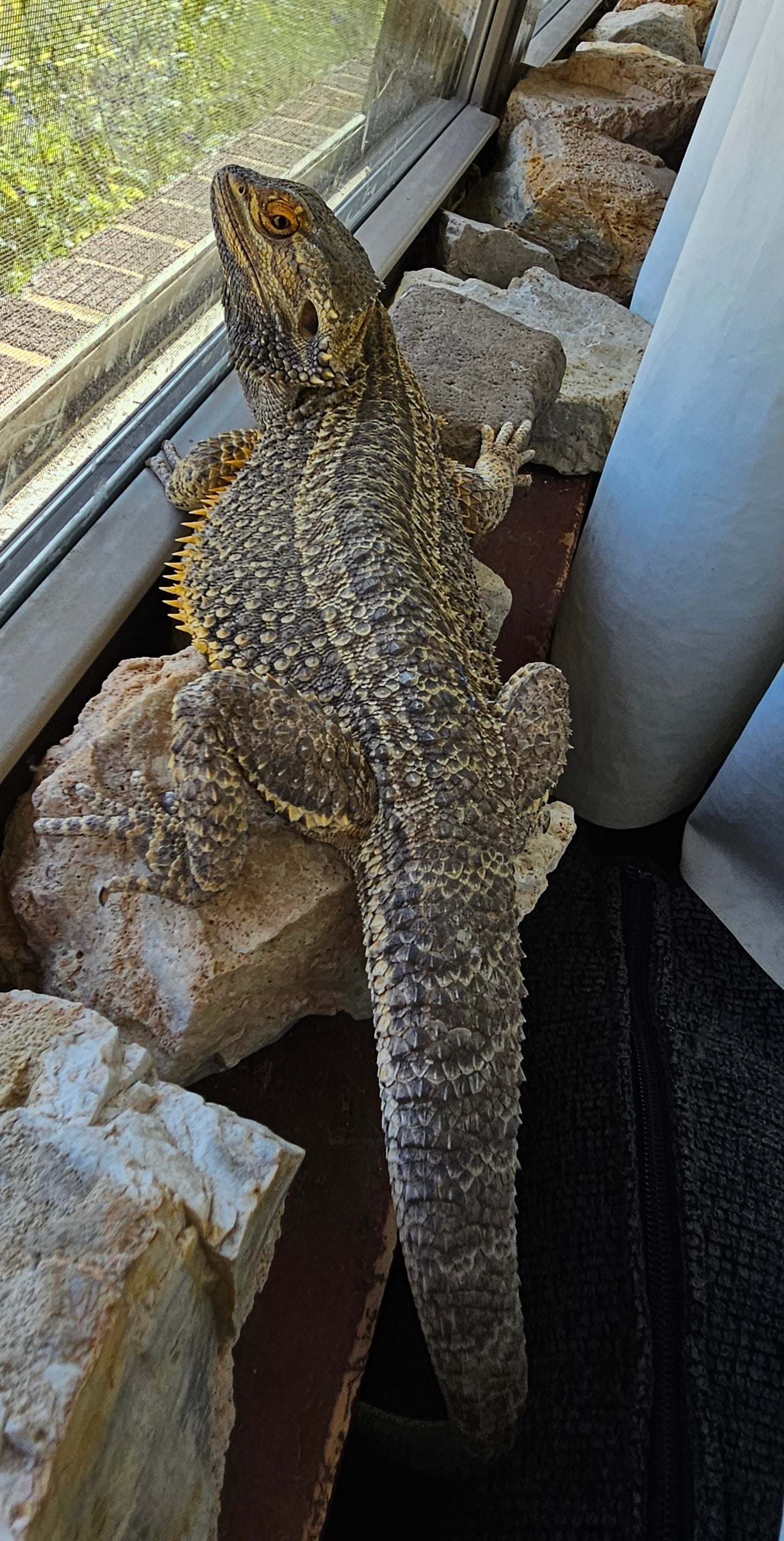 Z  DONATE TO SAMMY STAR