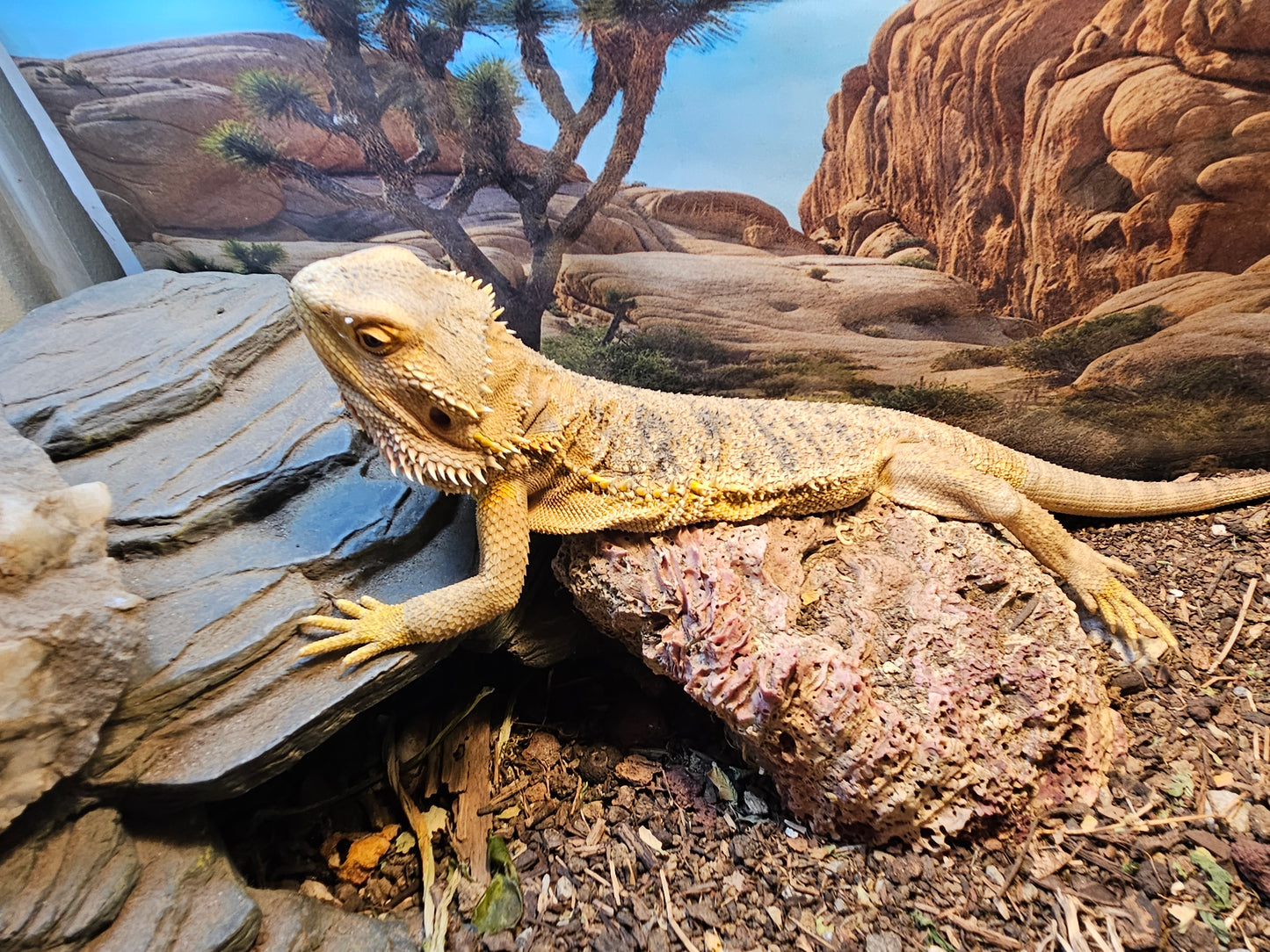 Z DONATE TO LEMON DROP