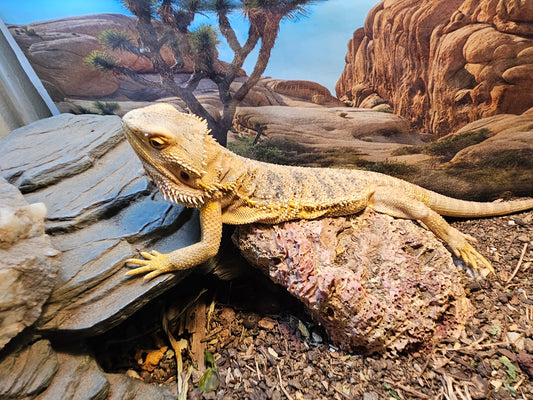 Z DONATE TO LEMON DROP