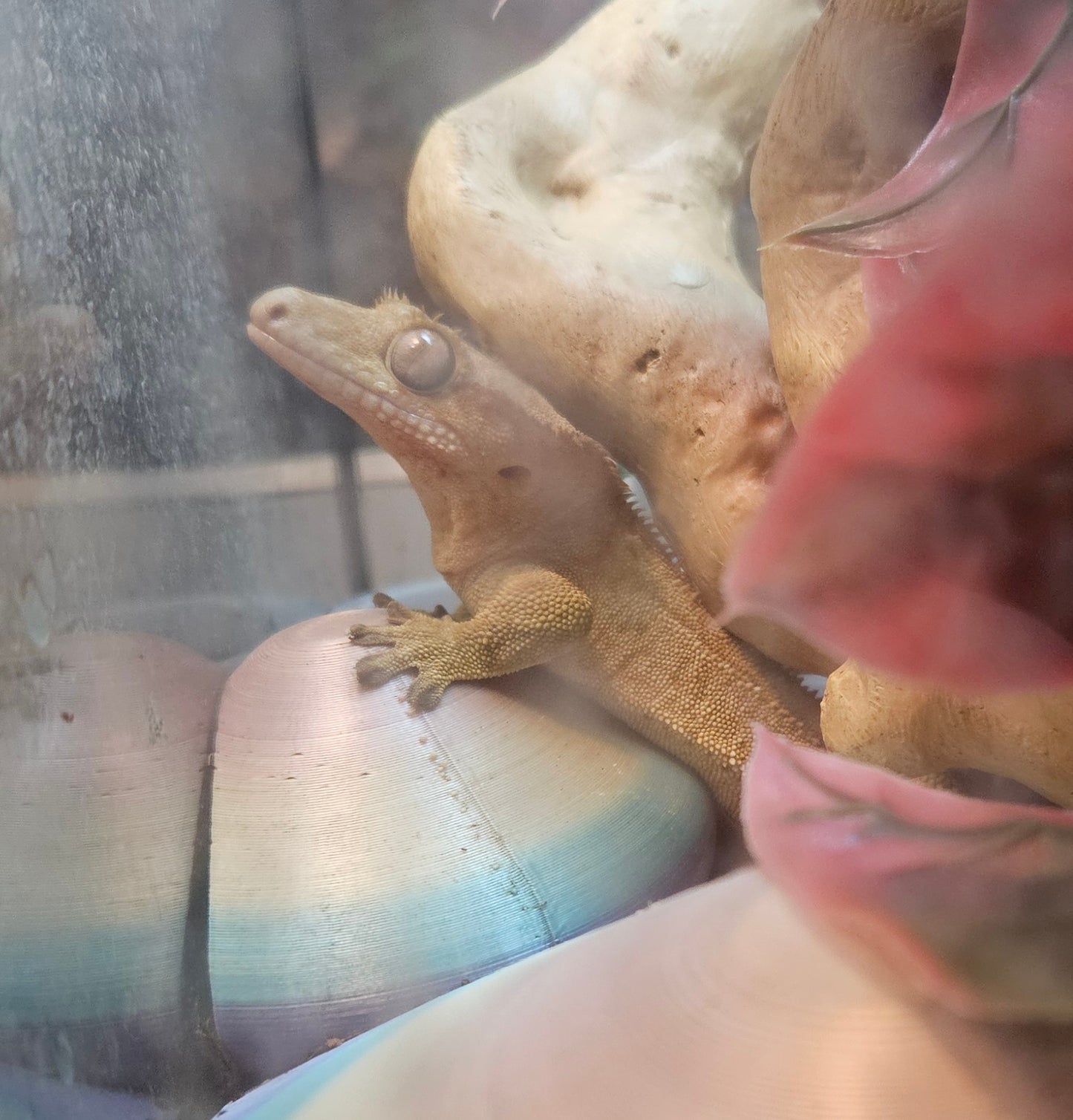 Z  DONATE TO GIGGLE SHITER