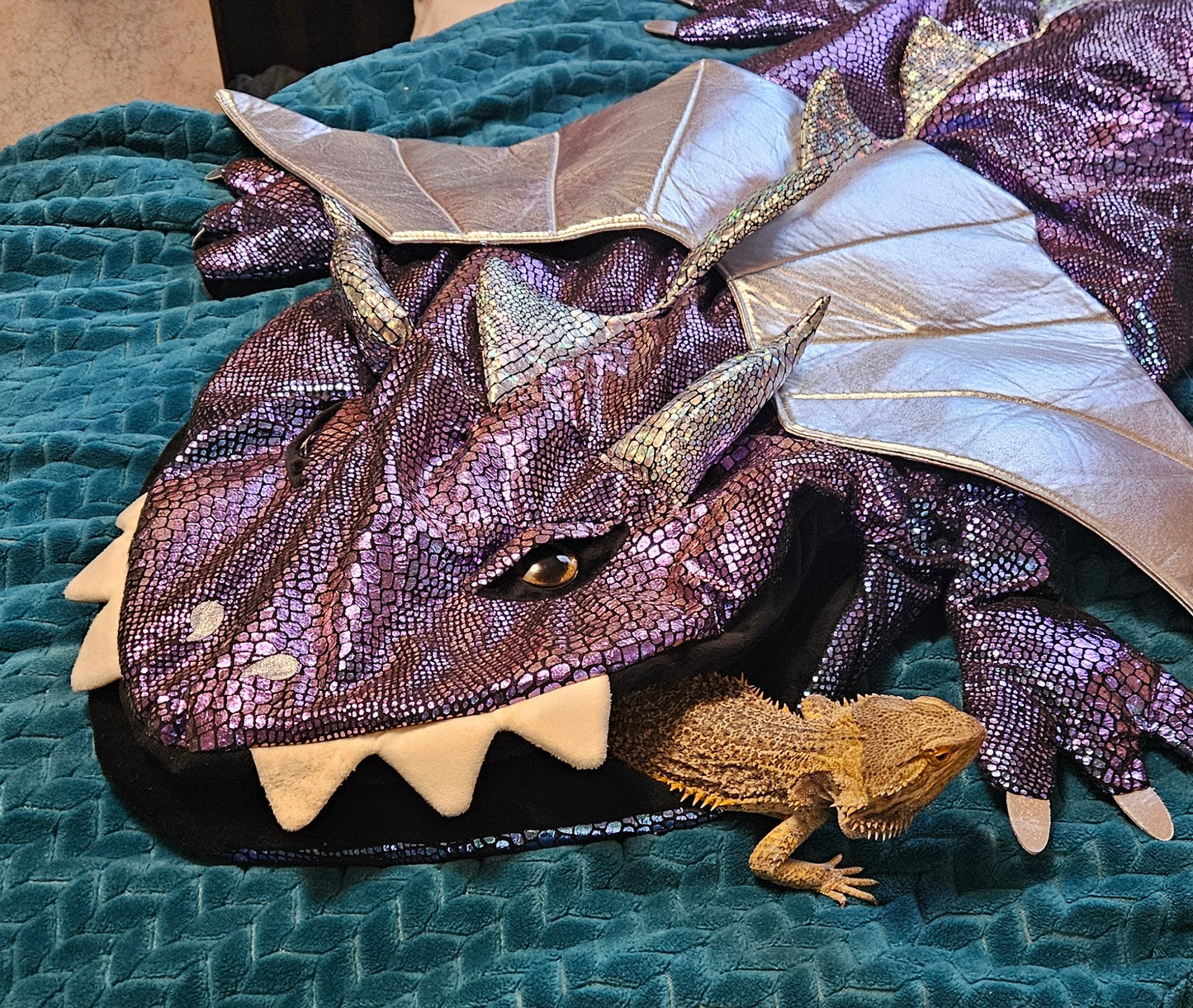 Z  DONATE TO SAMMY STAR