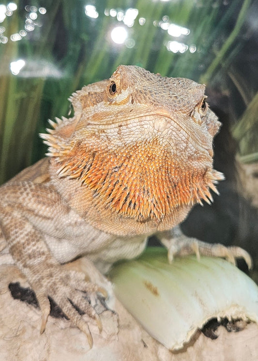 Z  DONATE TO LEMON TART