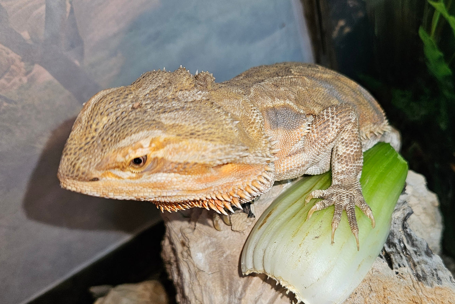 Z  DONATE TO LEMON TART