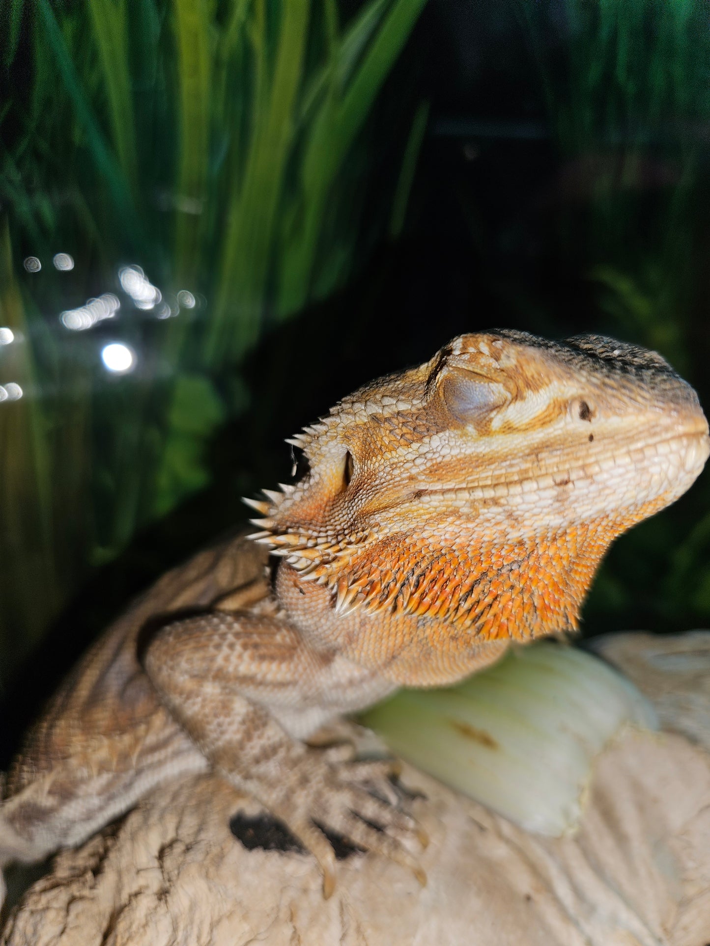 Z  DONATE TO LEMON TART