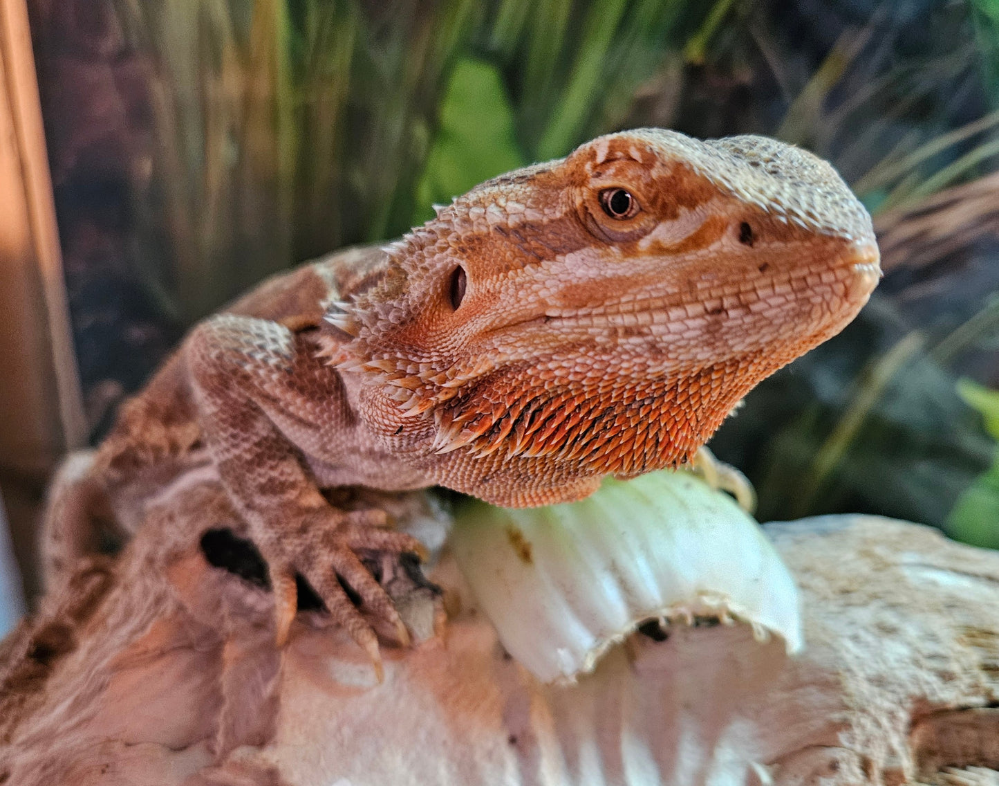 Z  DONATE TO LEMON TART