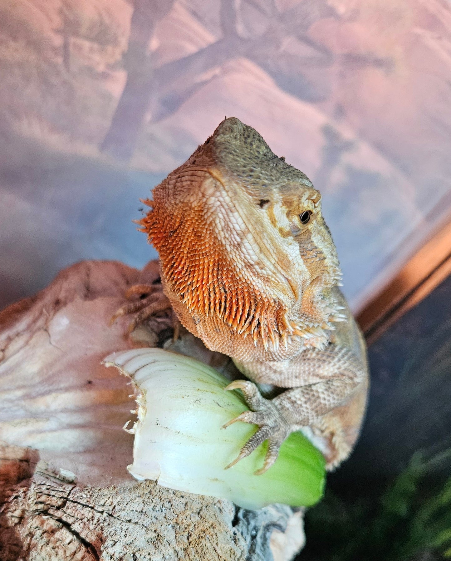 Z  DONATE TO LEMON TART