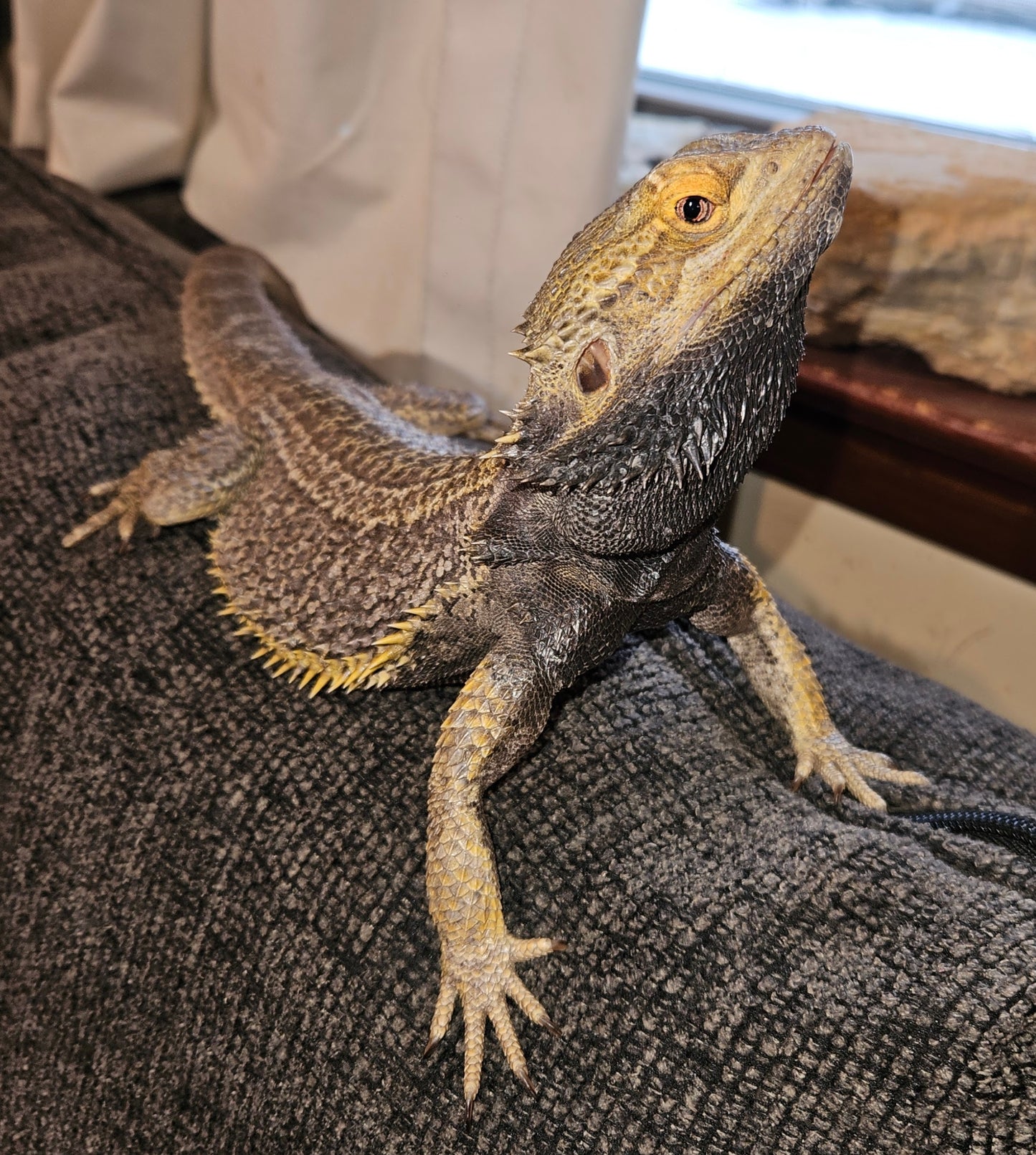 Z  DONATE TO SAMMY STAR