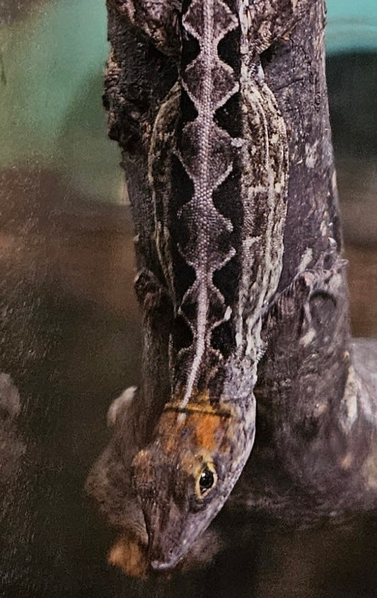 Z  DONATE TO ARISTOTLE