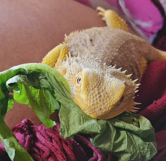 Z DONATE TO LEMON DROP